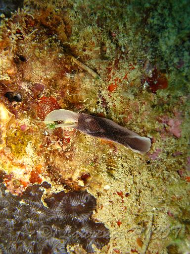 Chelidonura amonea 2.JPG - Philippines îles Calamian